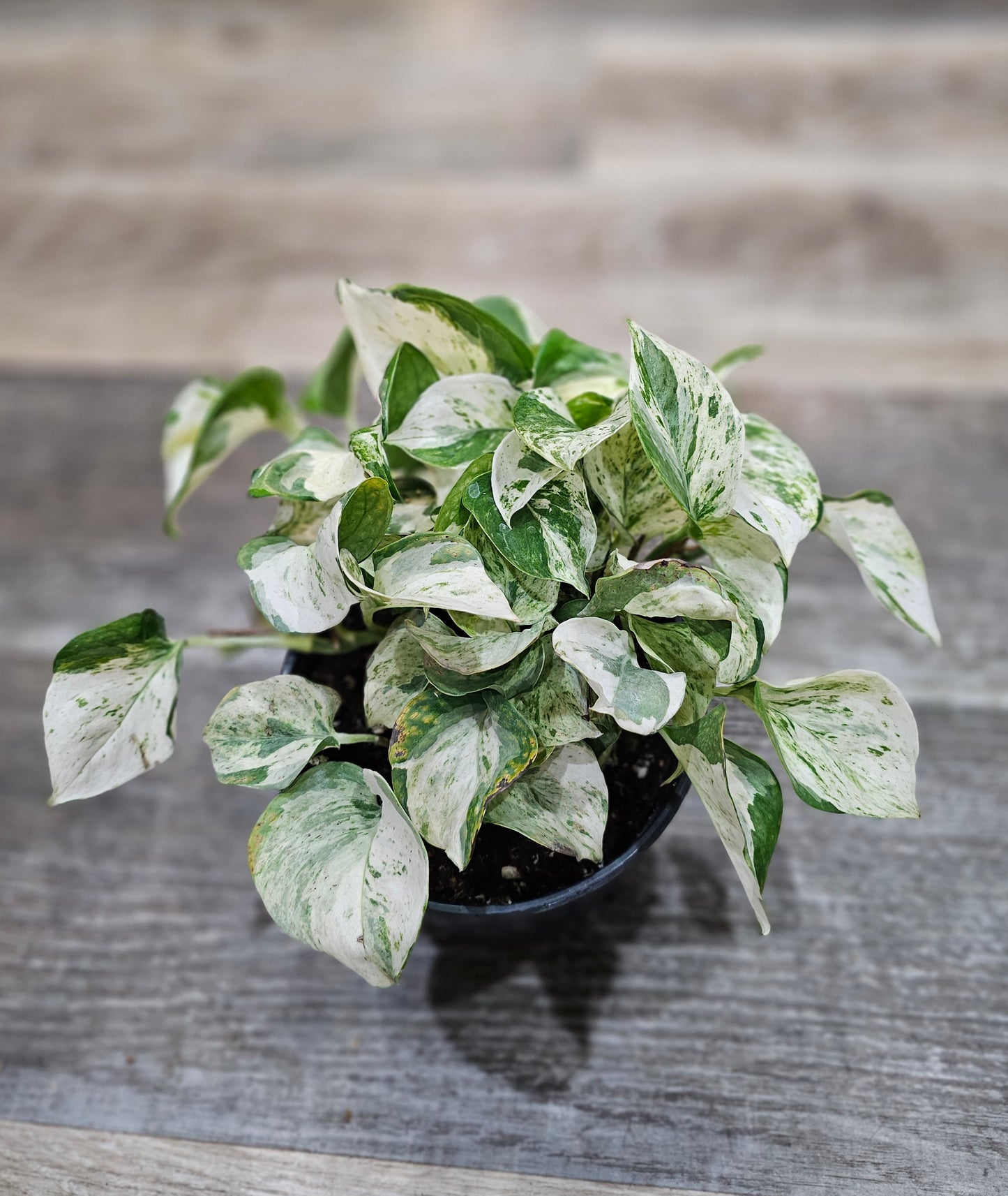 Manjula Pothos