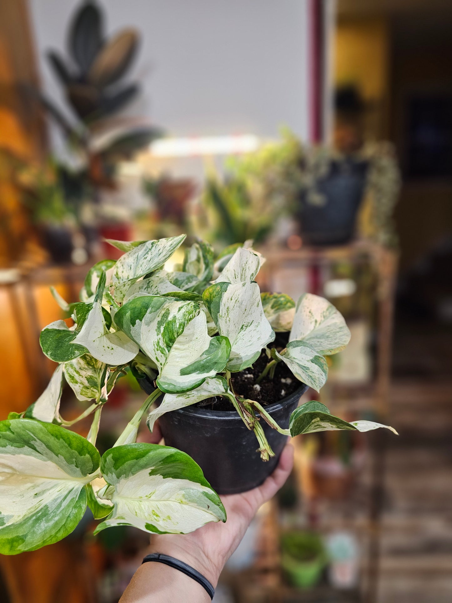 Manjula Pothos