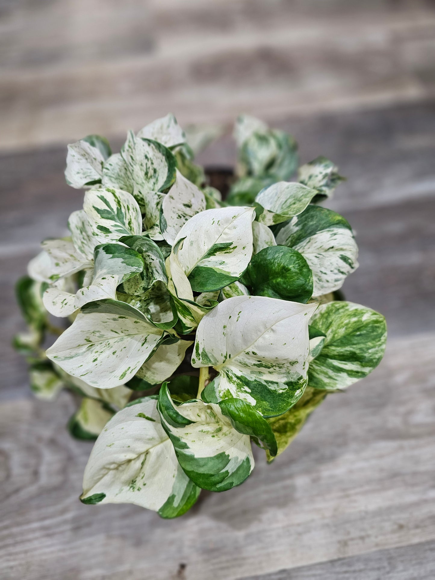 Manjula Pothos