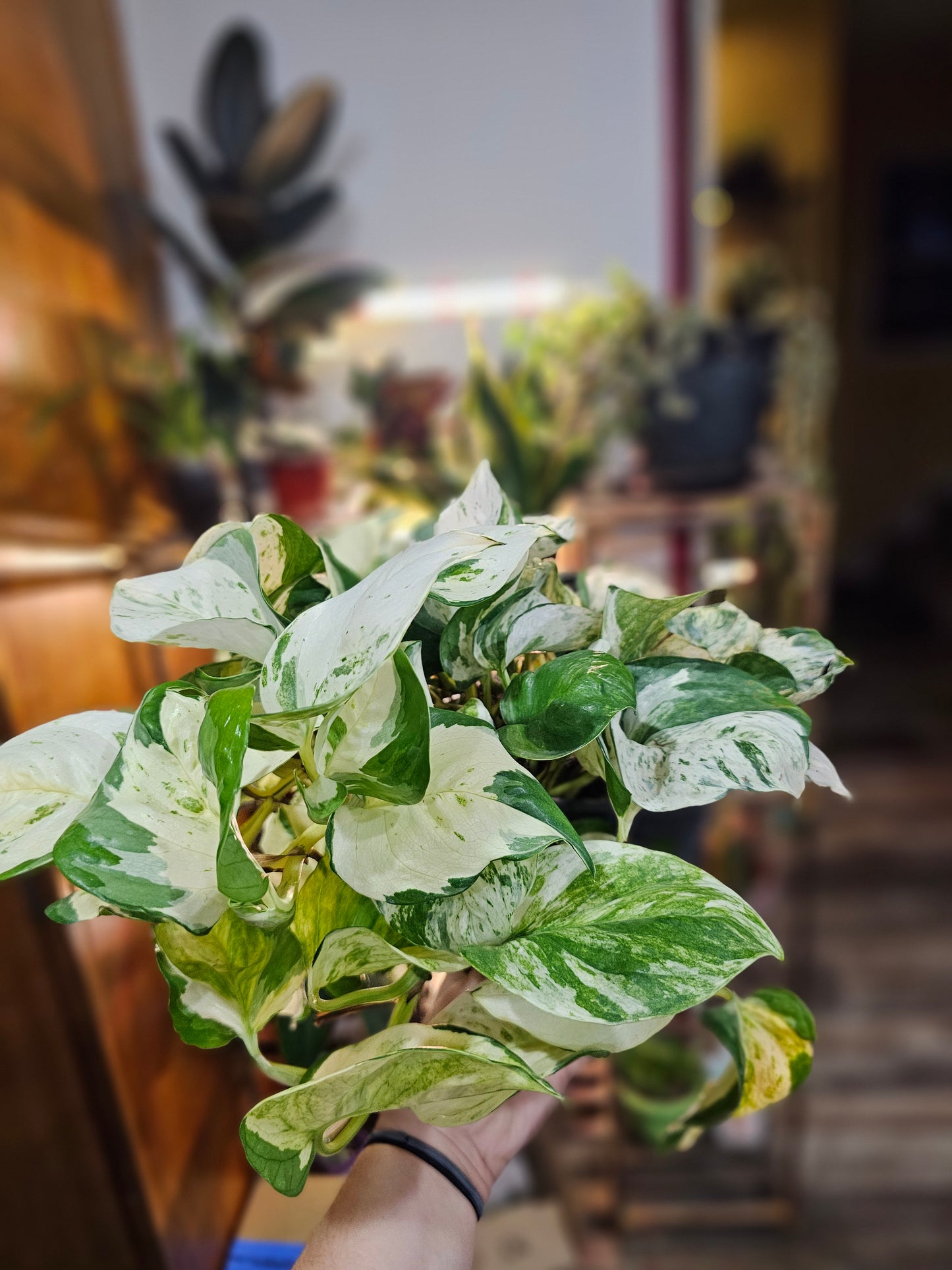 Manjula Pothos