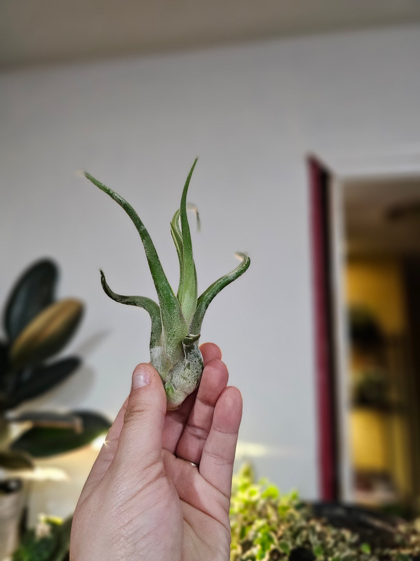 Air Plant