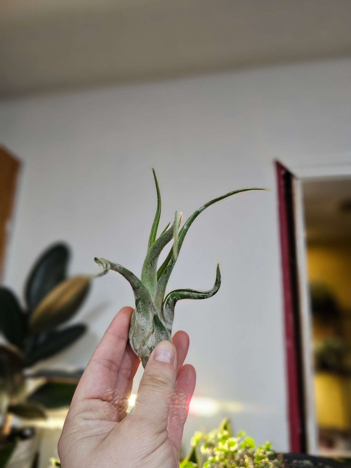 Air Plant