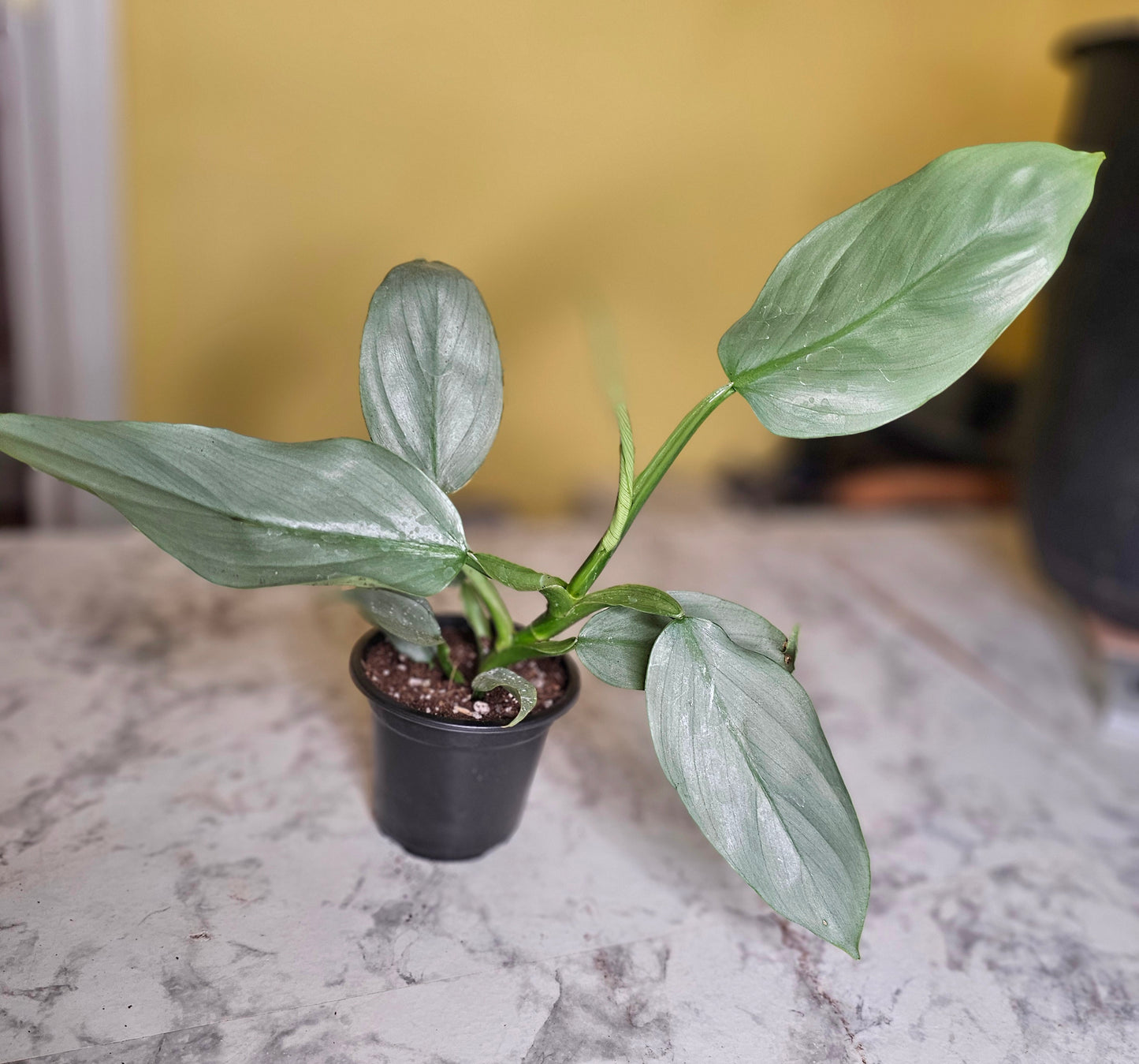 Silver Sword Philodendron- RARE