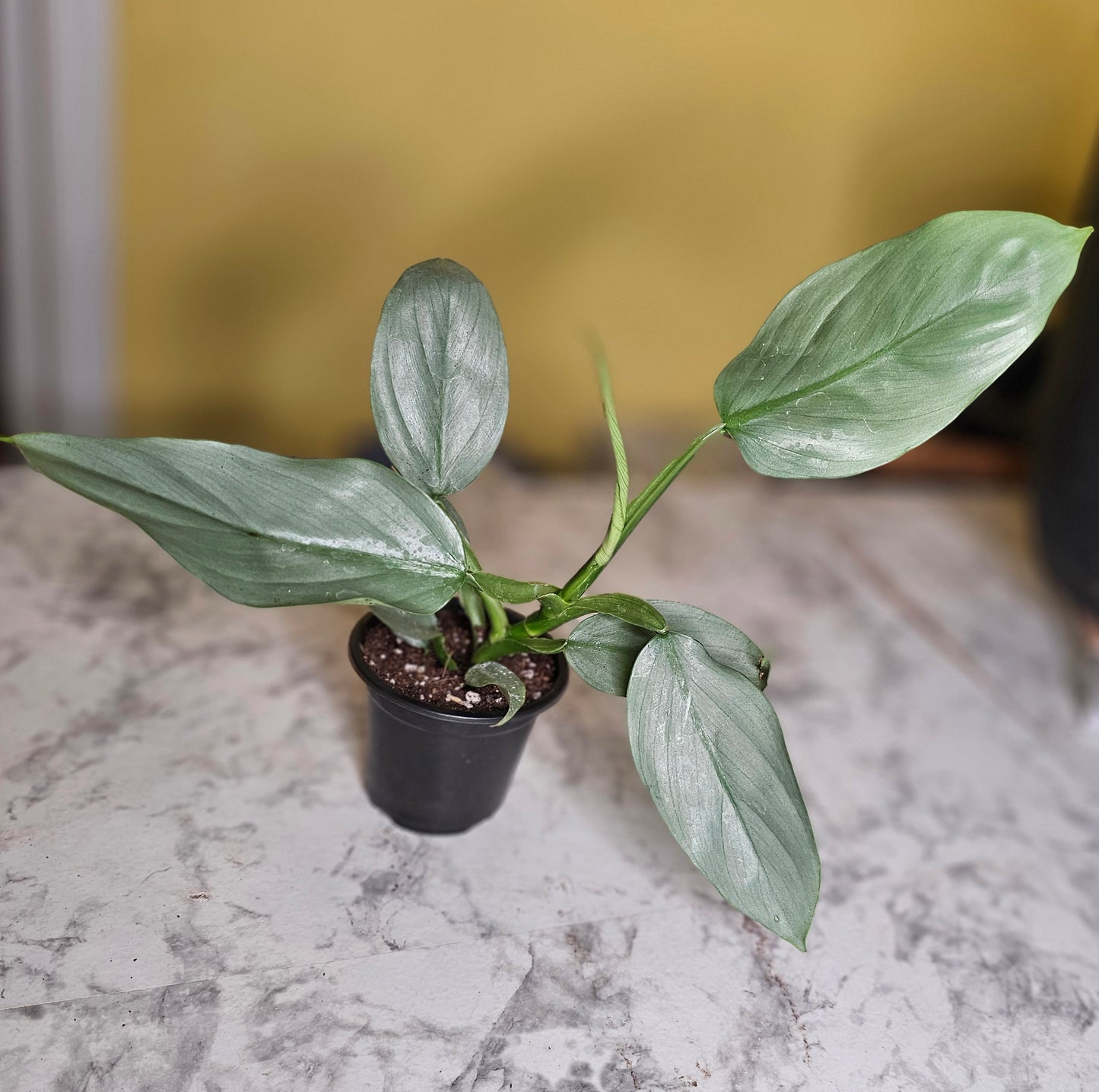 Silver Sword Philodendron- RARE