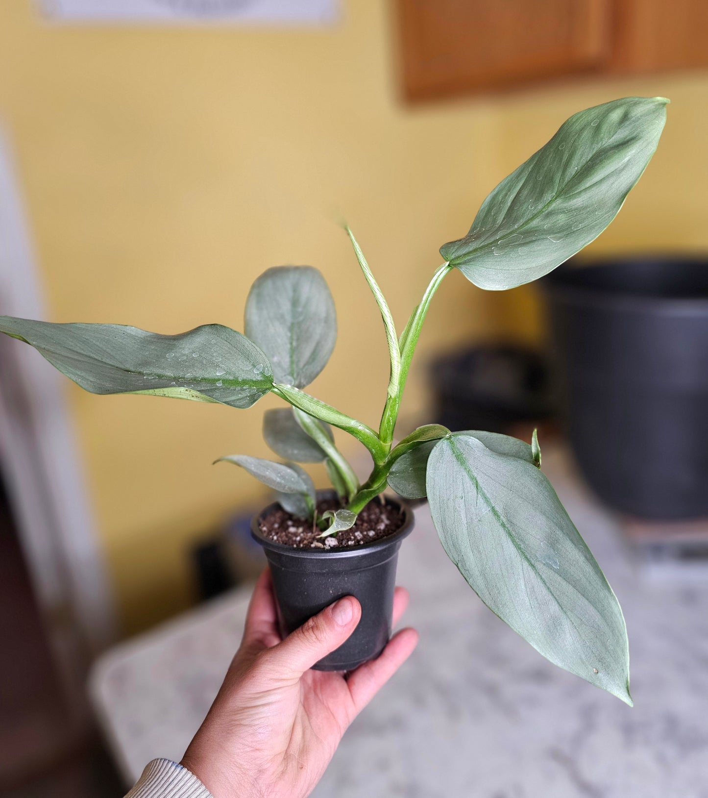 Silver Sword Philodendron- RARE