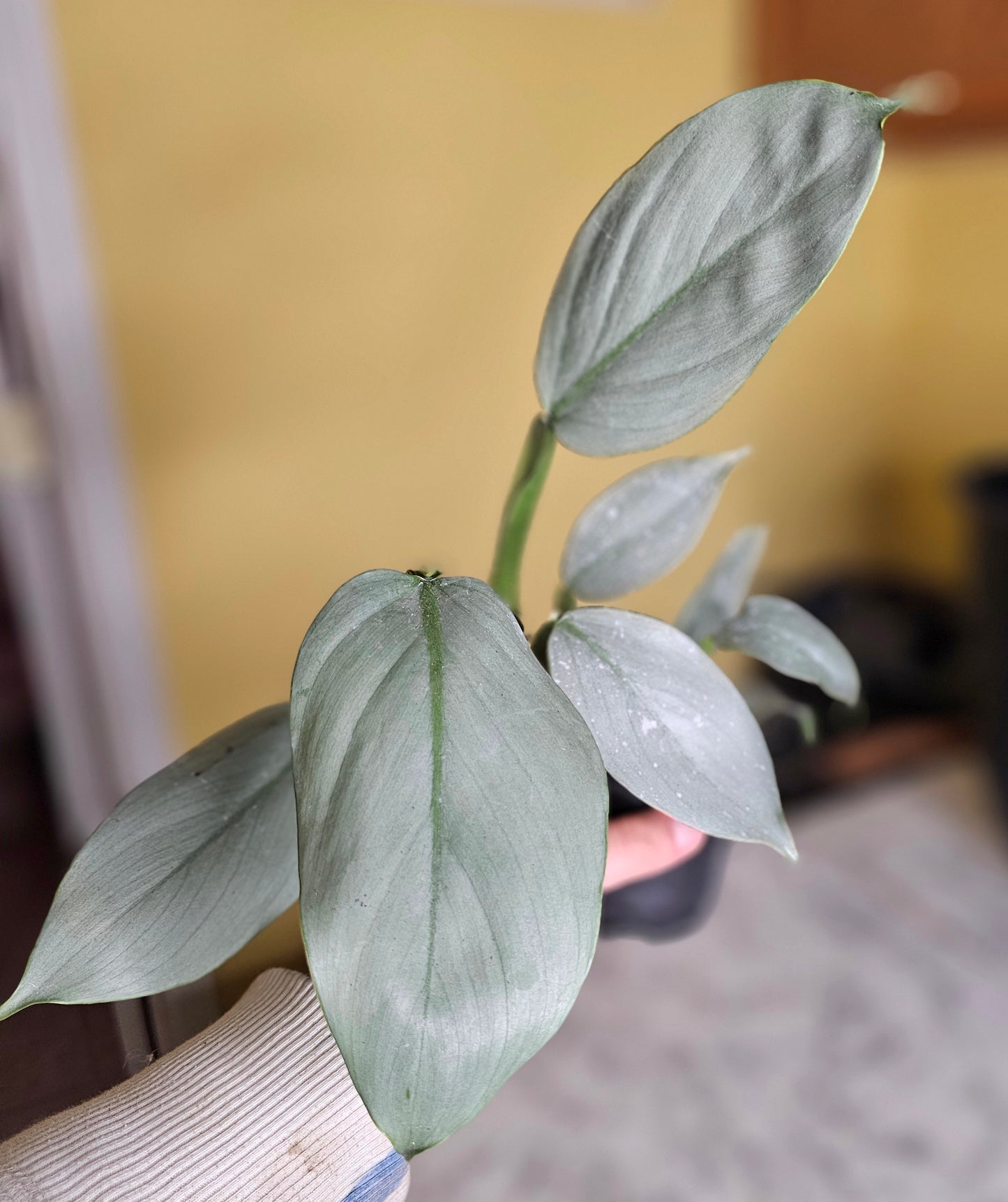 Silver Sword Philodendron- RARE