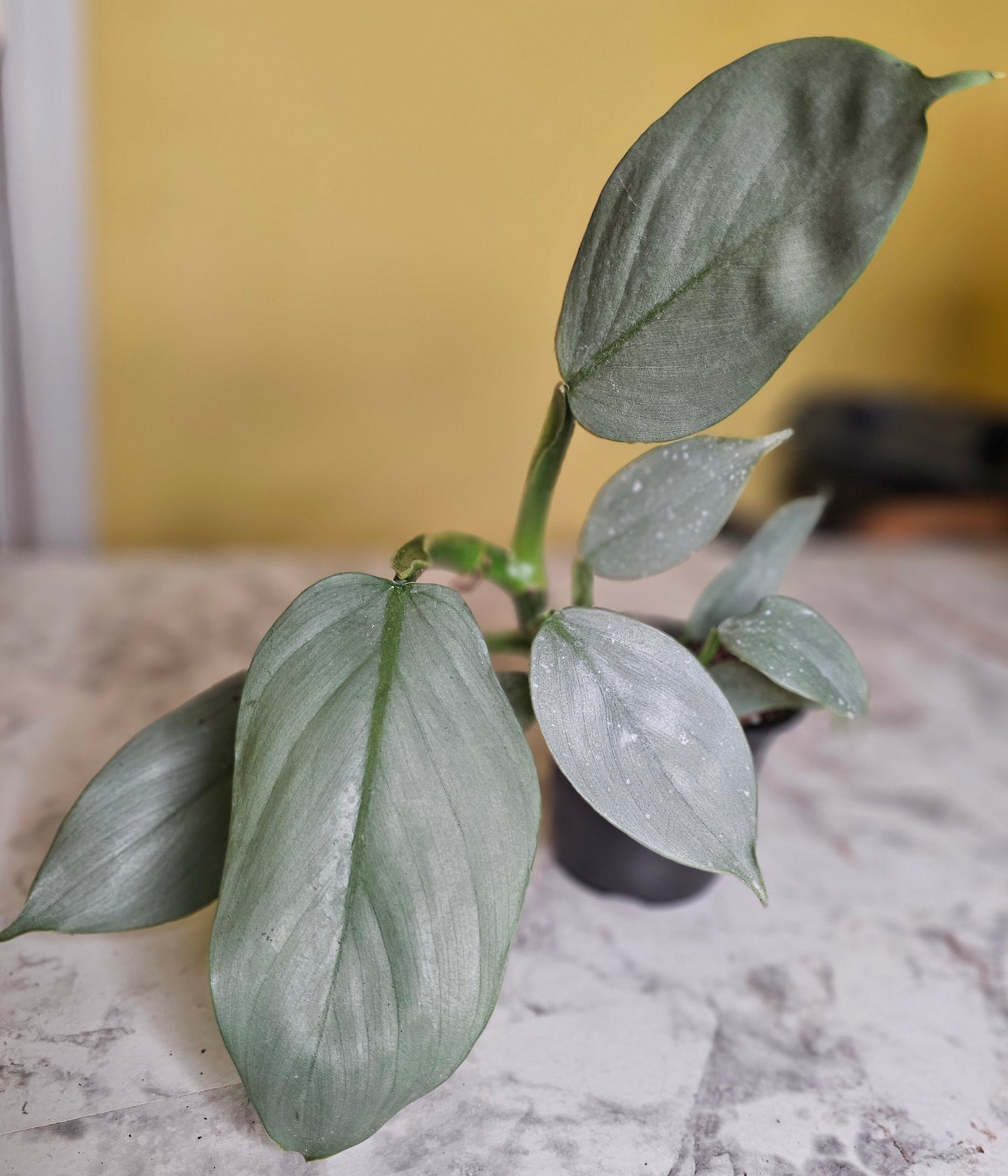 Silver Sword Philodendron- RARE