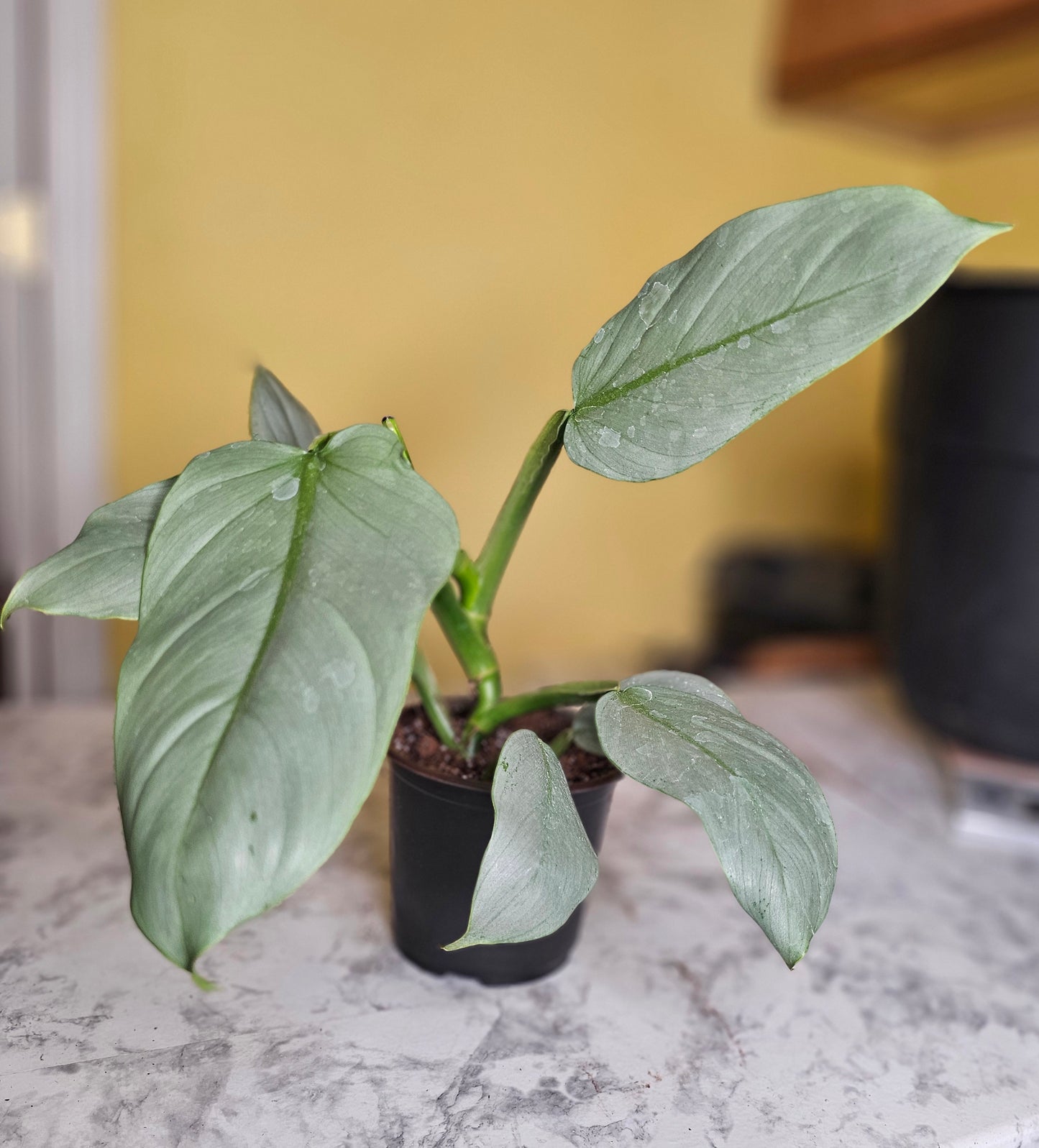 Silver Sword Philodendron- RARE