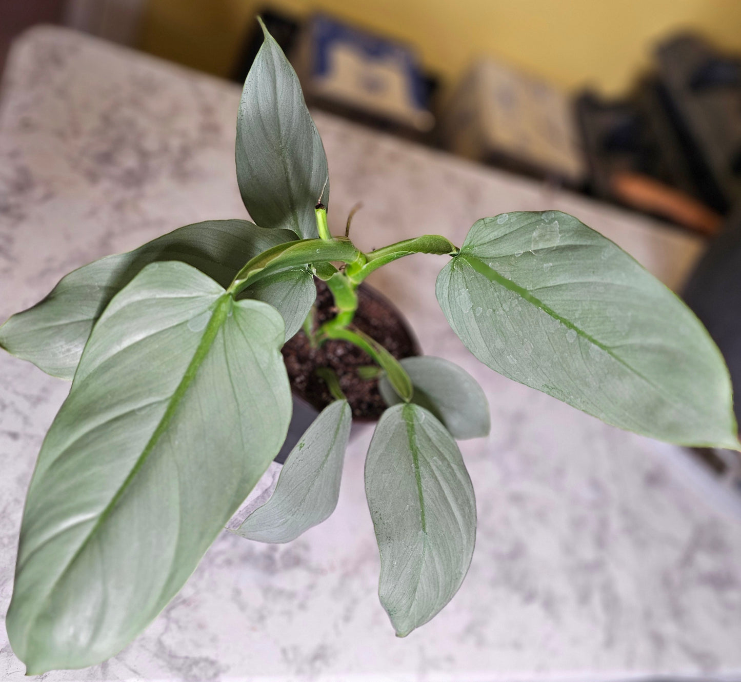 Silver Sword Philodendron- RARE