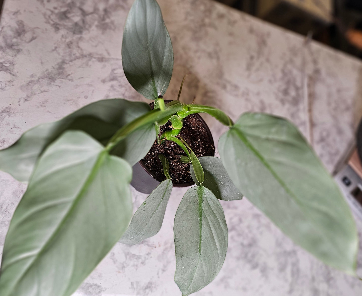 Silver Sword Philodendron- RARE