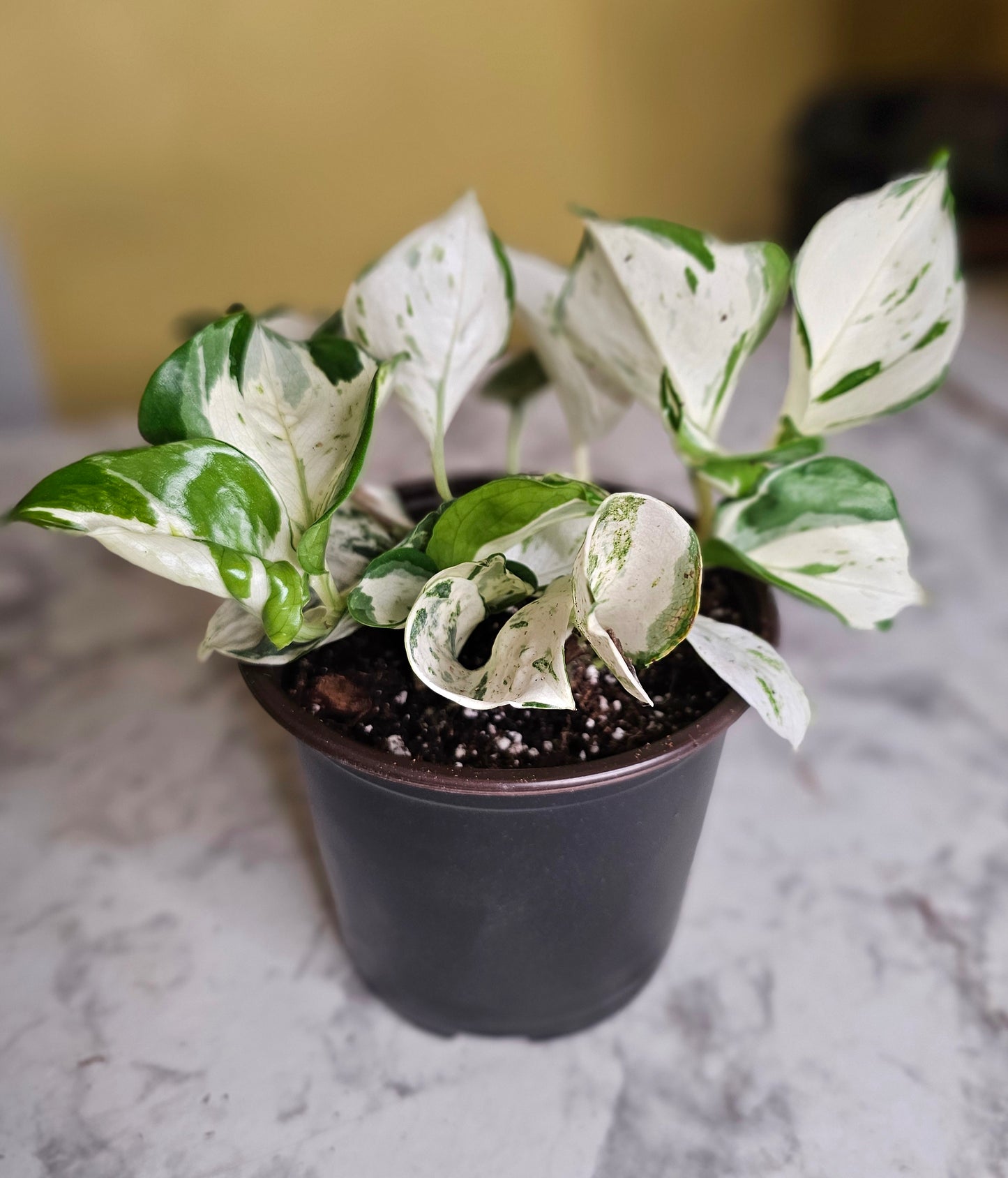 Manjula Pothos