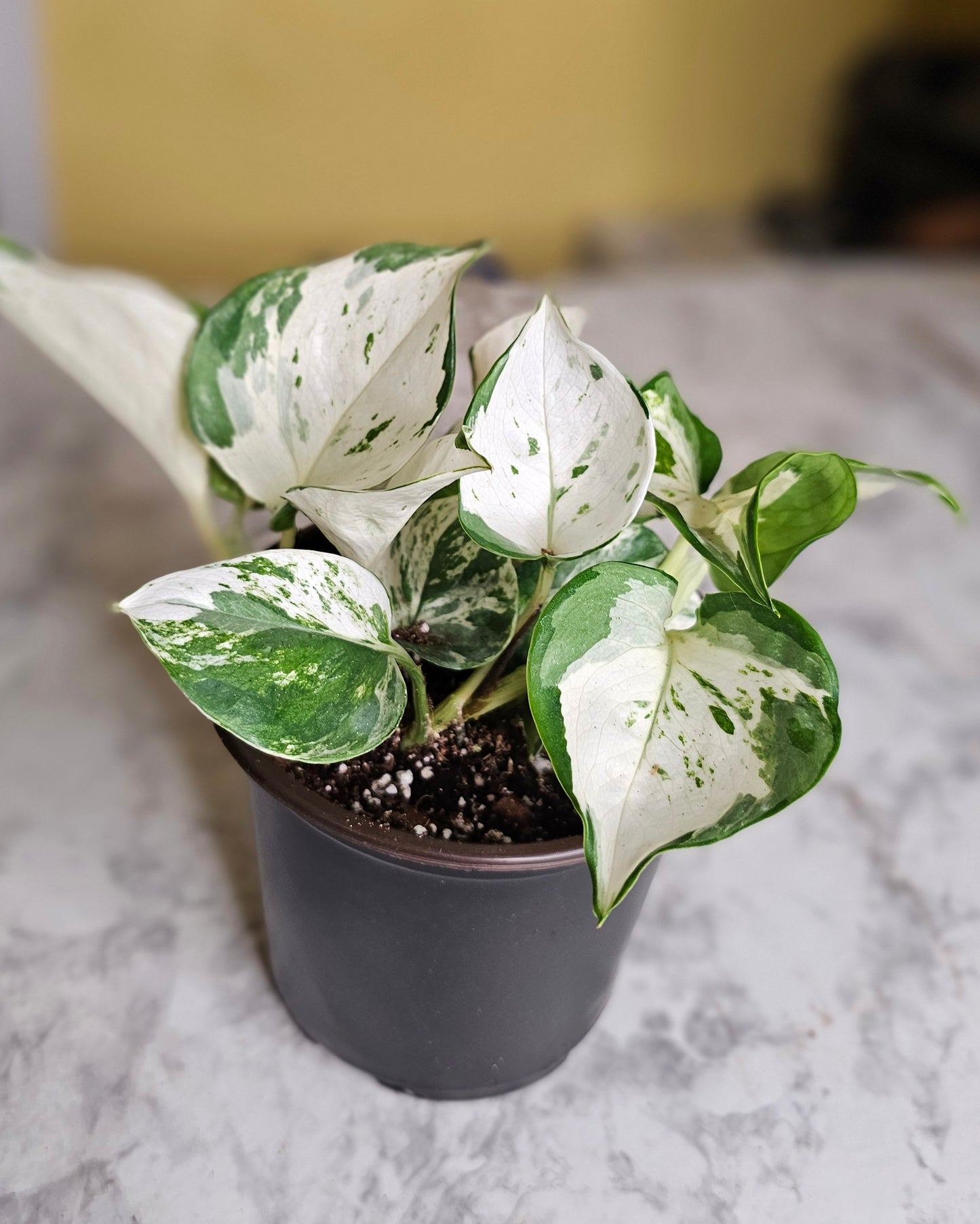 Manjula Pothos