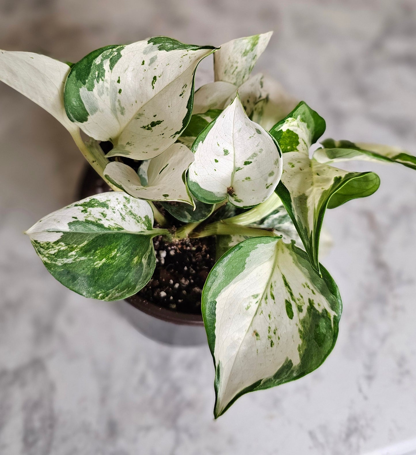 Manjula Pothos