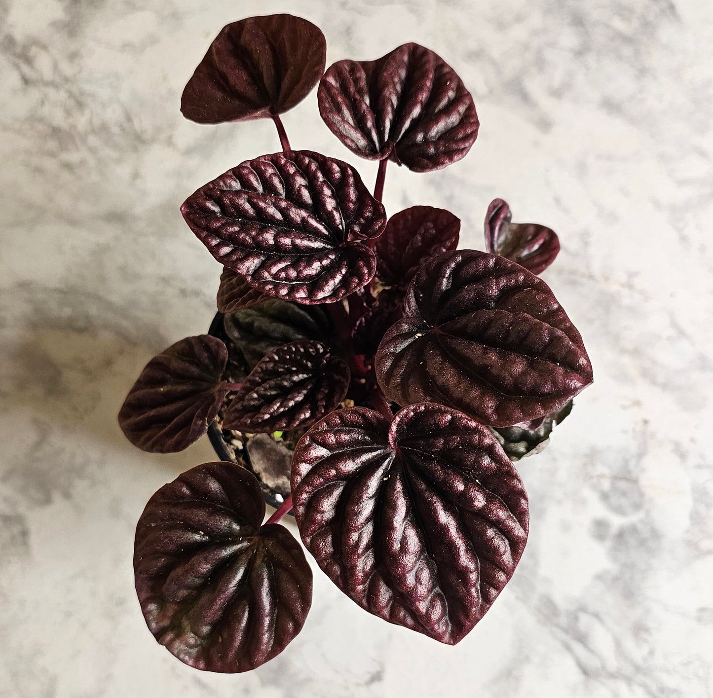 Red Luna Peperomia