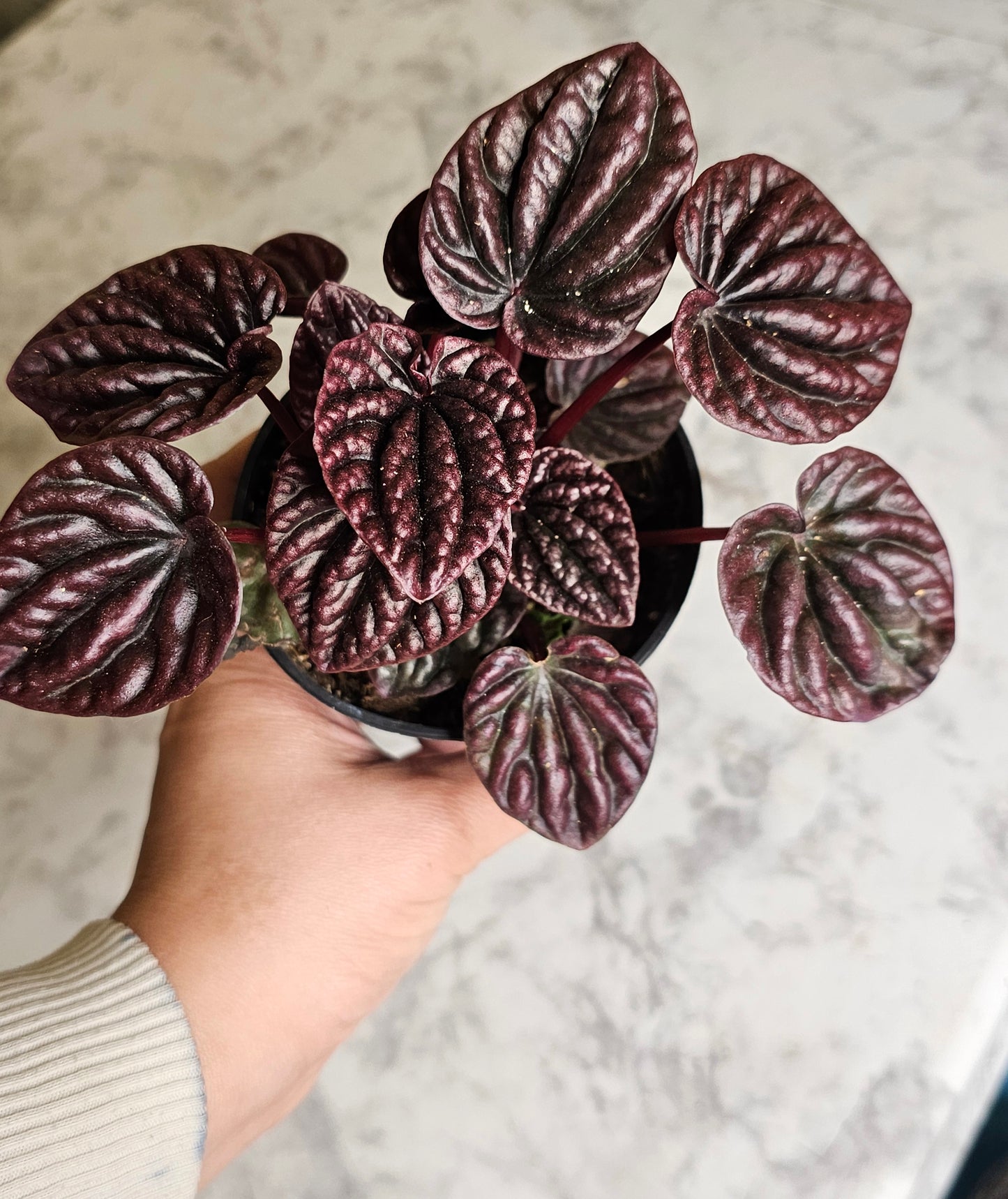 Red Luna Peperomia