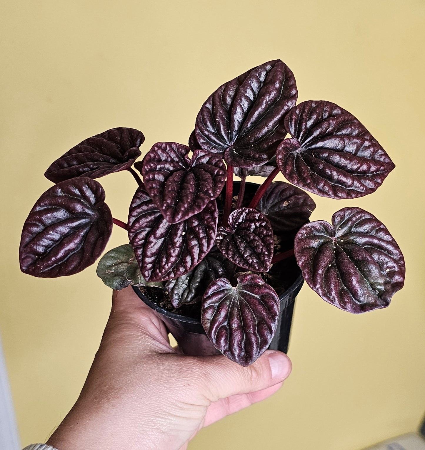 Red Luna Peperomia