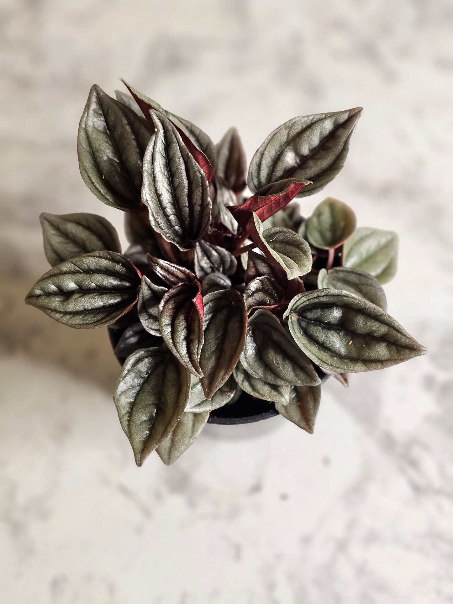 Mendoza Peperomia