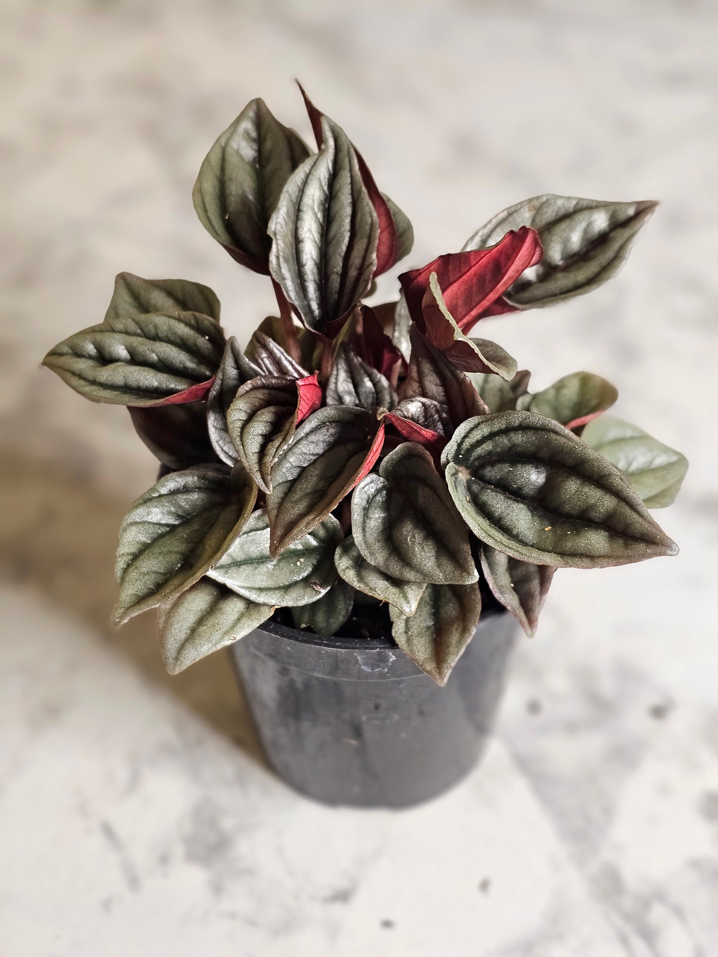 Mendoza Peperomia