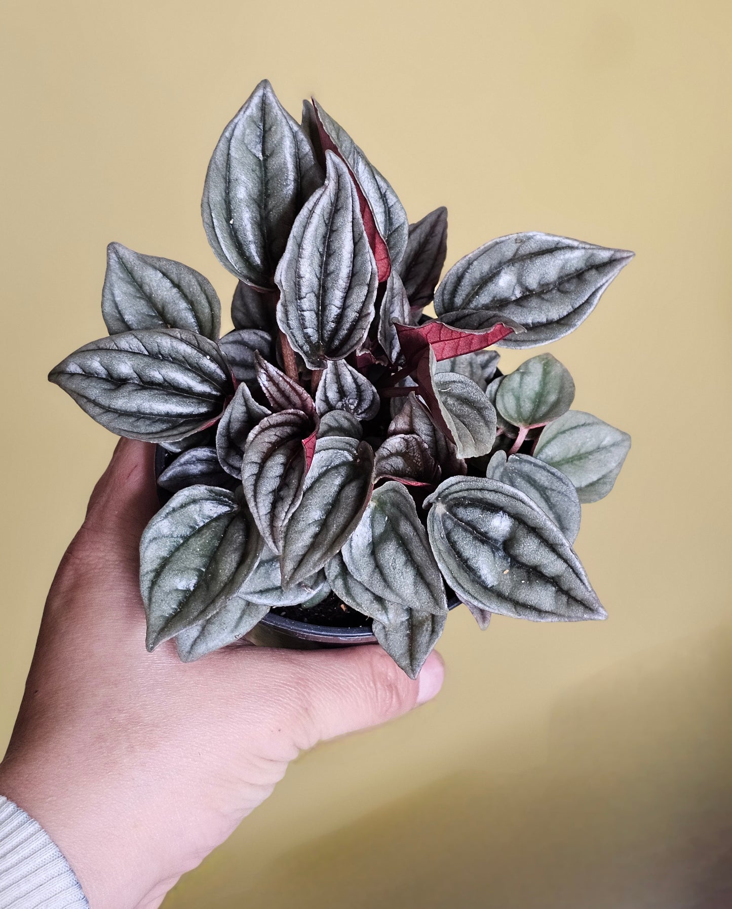 Mendoza Peperomia