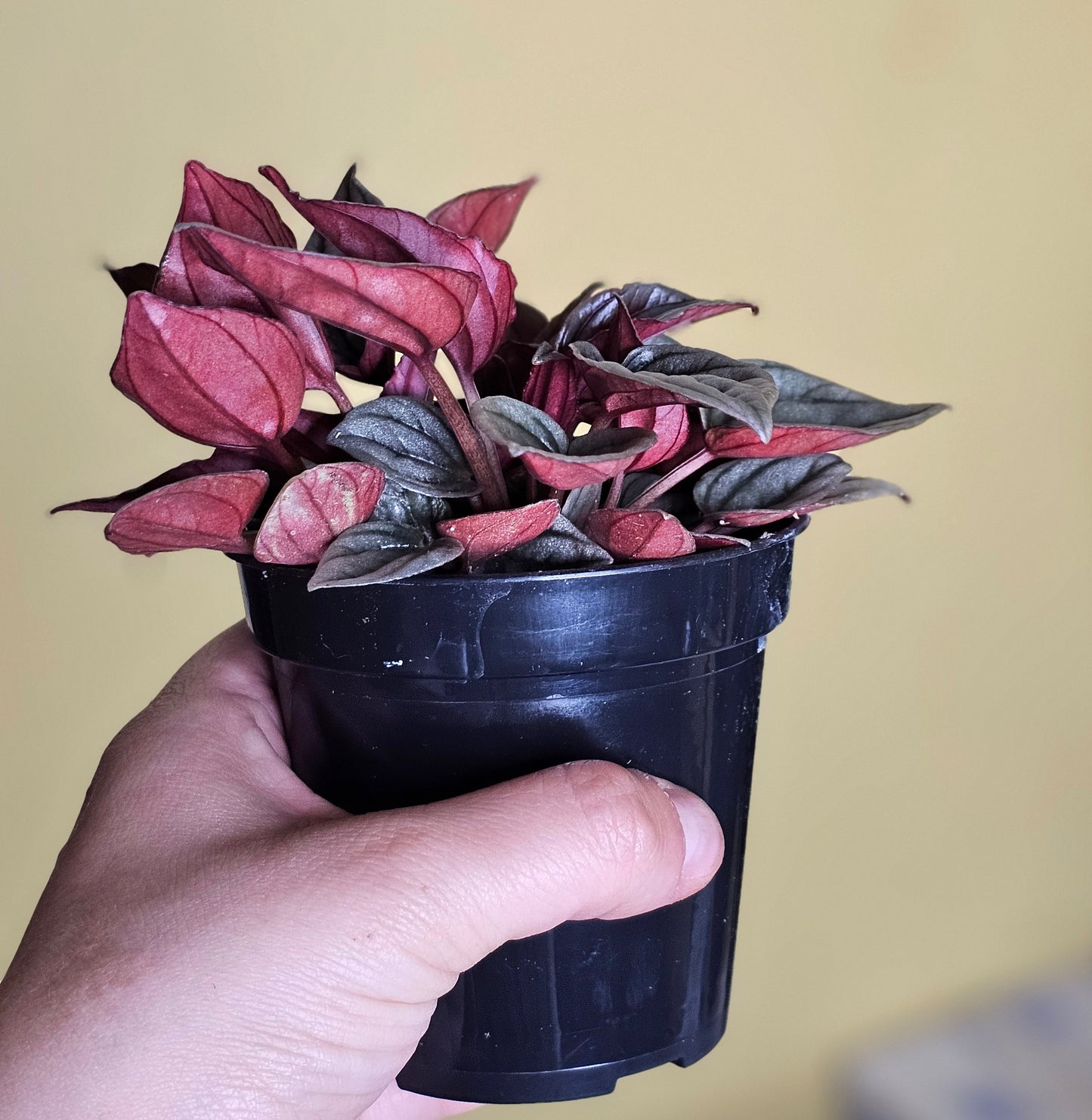 Mendoza Peperomia