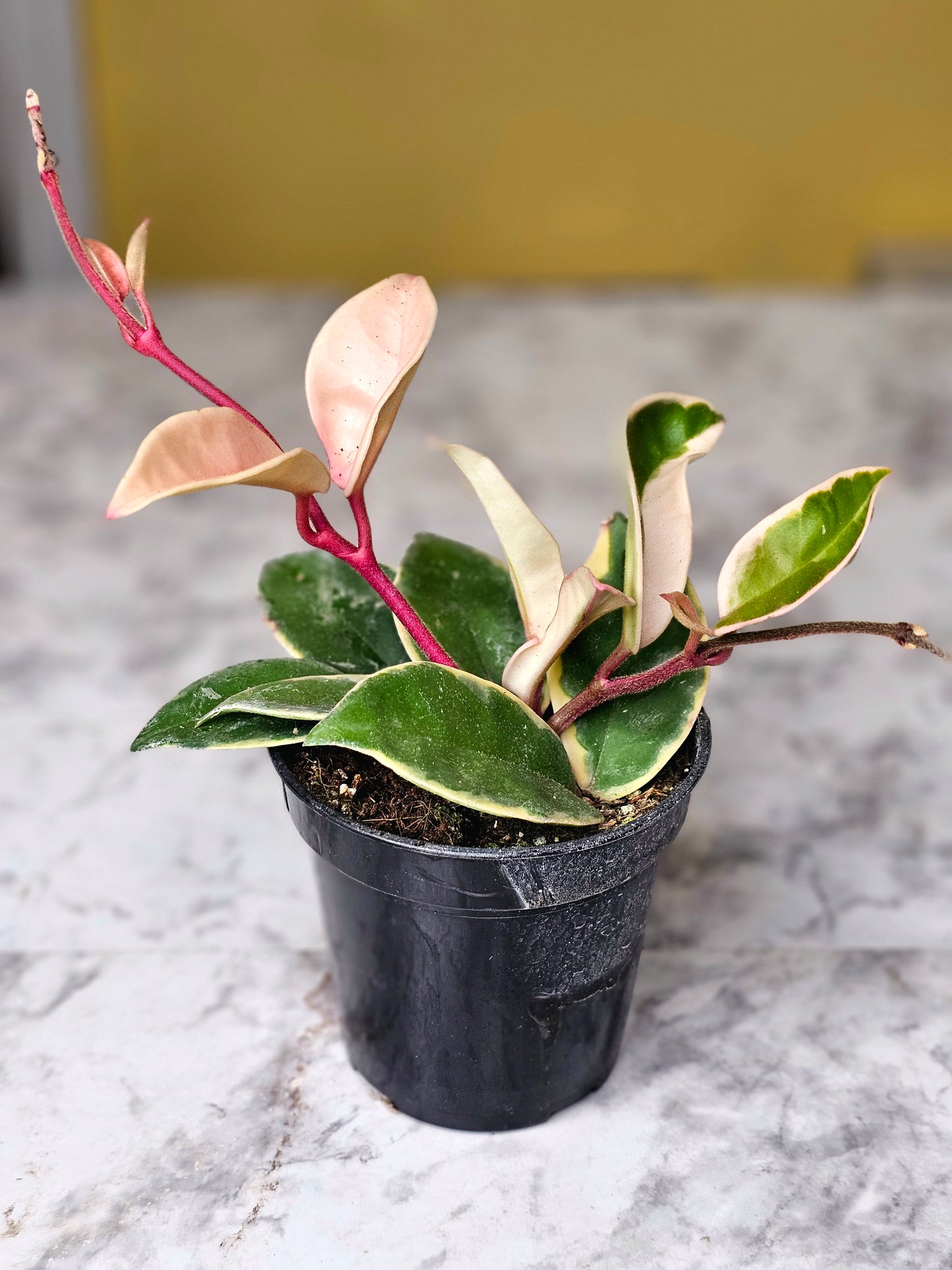 Krimson Queen Hoya Plant