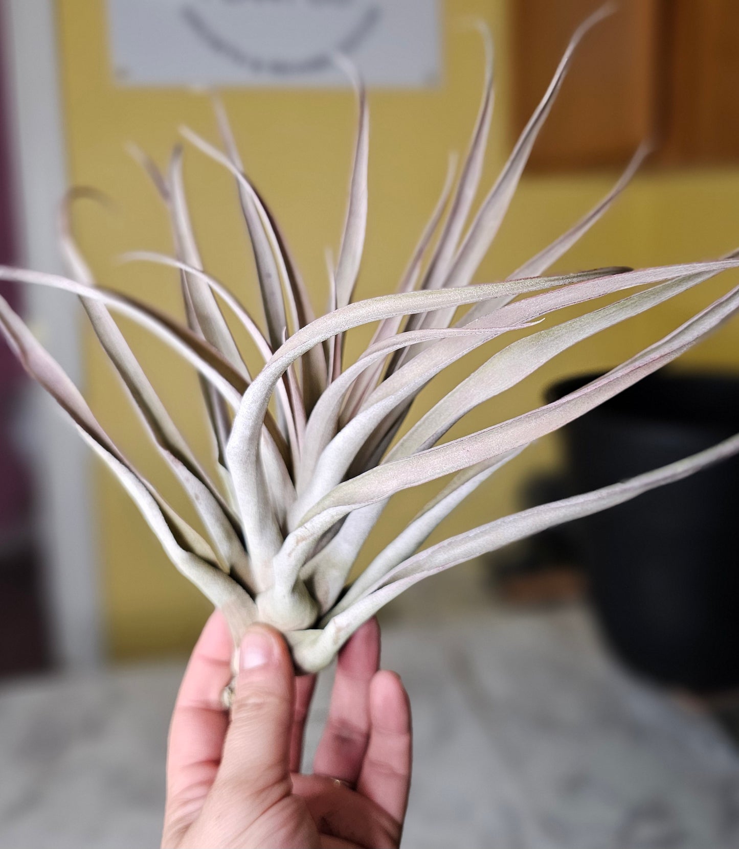 Peach XL air plant