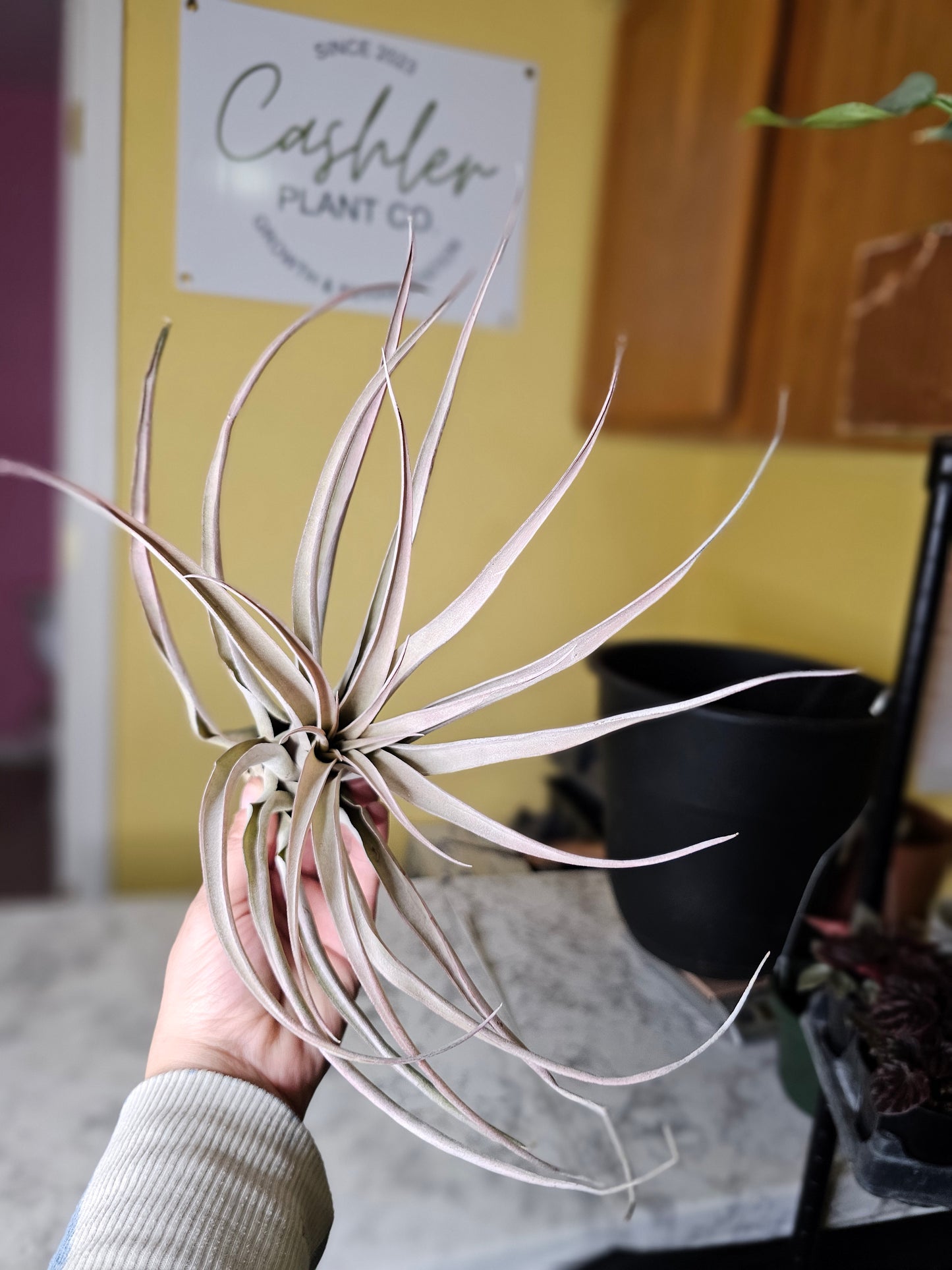 Peach XL air plant