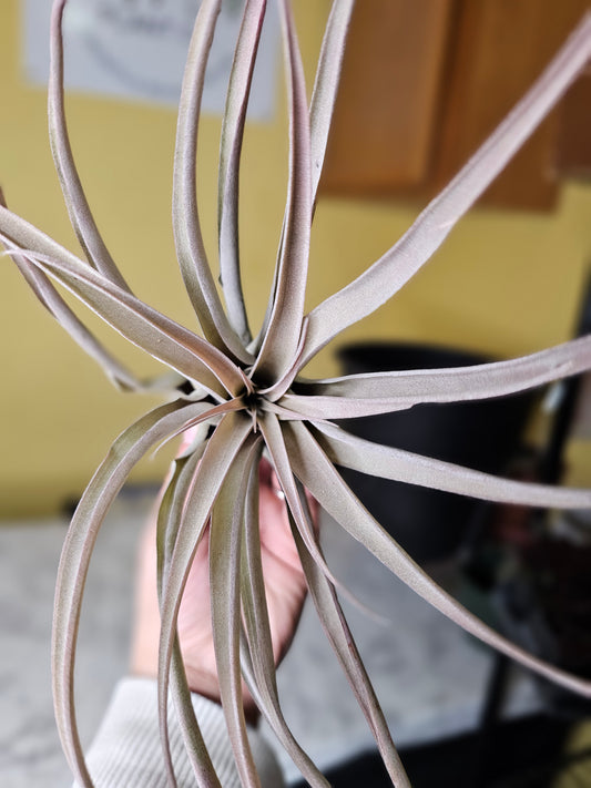 Peach XL air plant