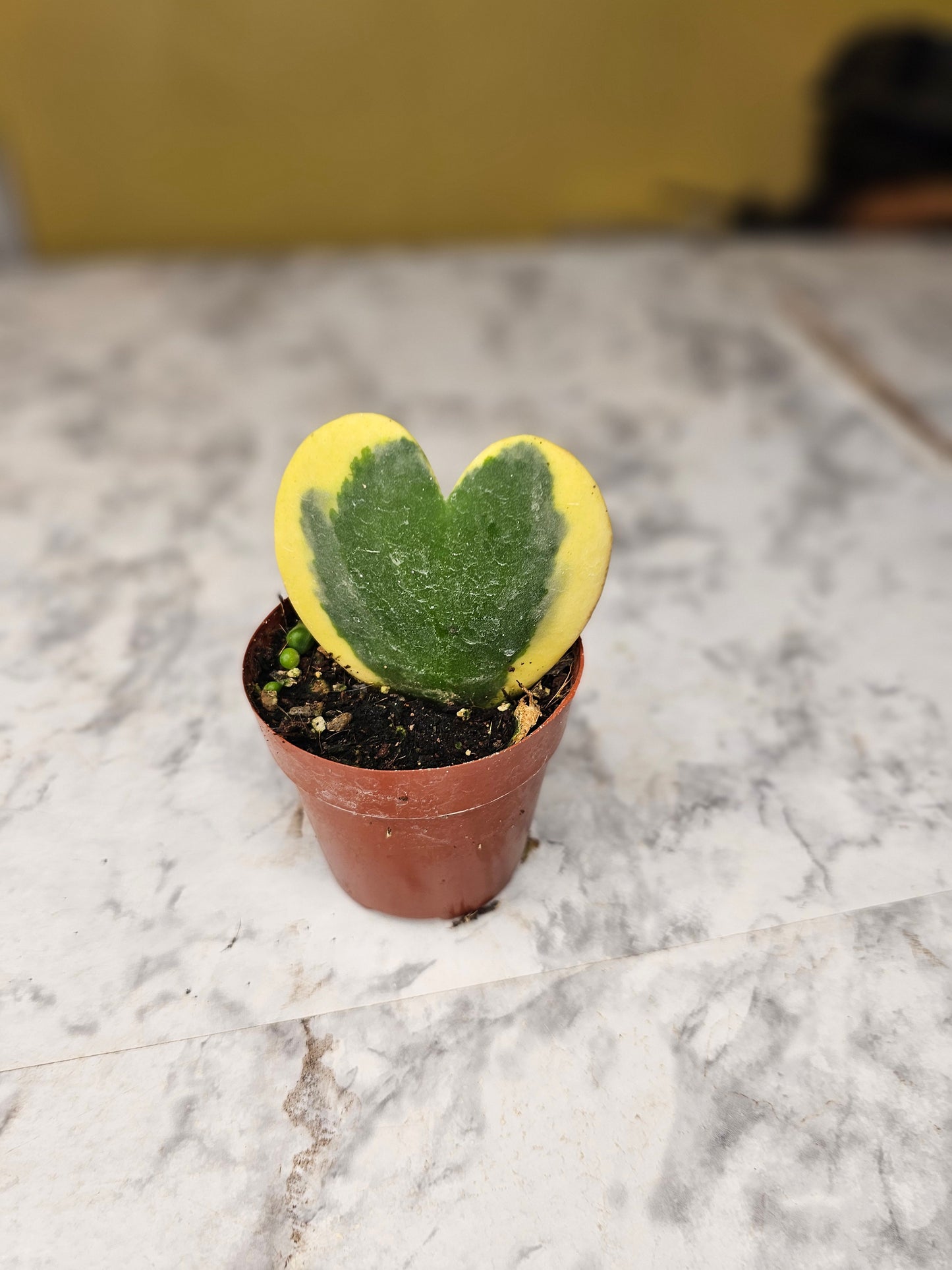 Hoya Kerrii Albomarginata