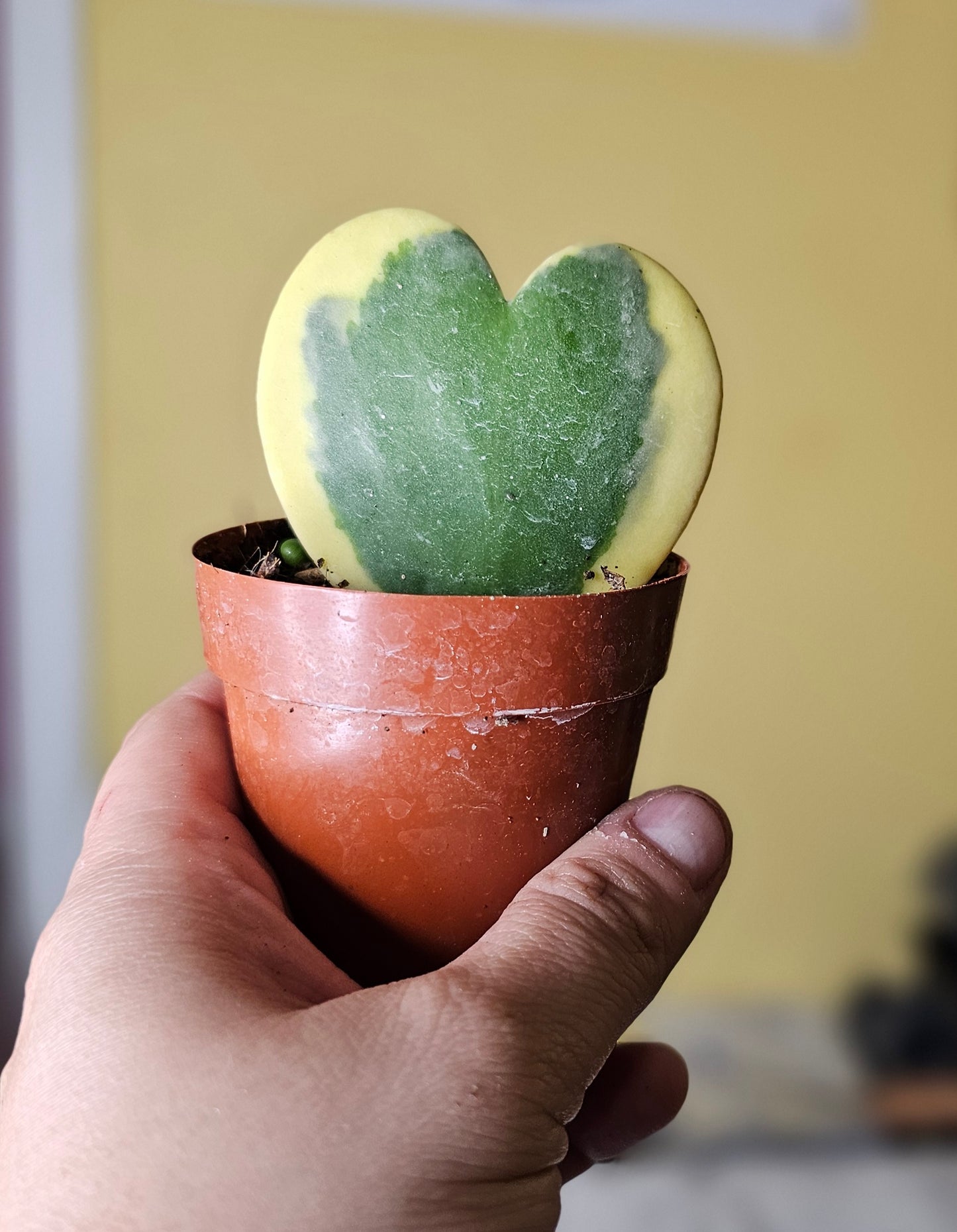 Hoya Kerrii Albomarginata