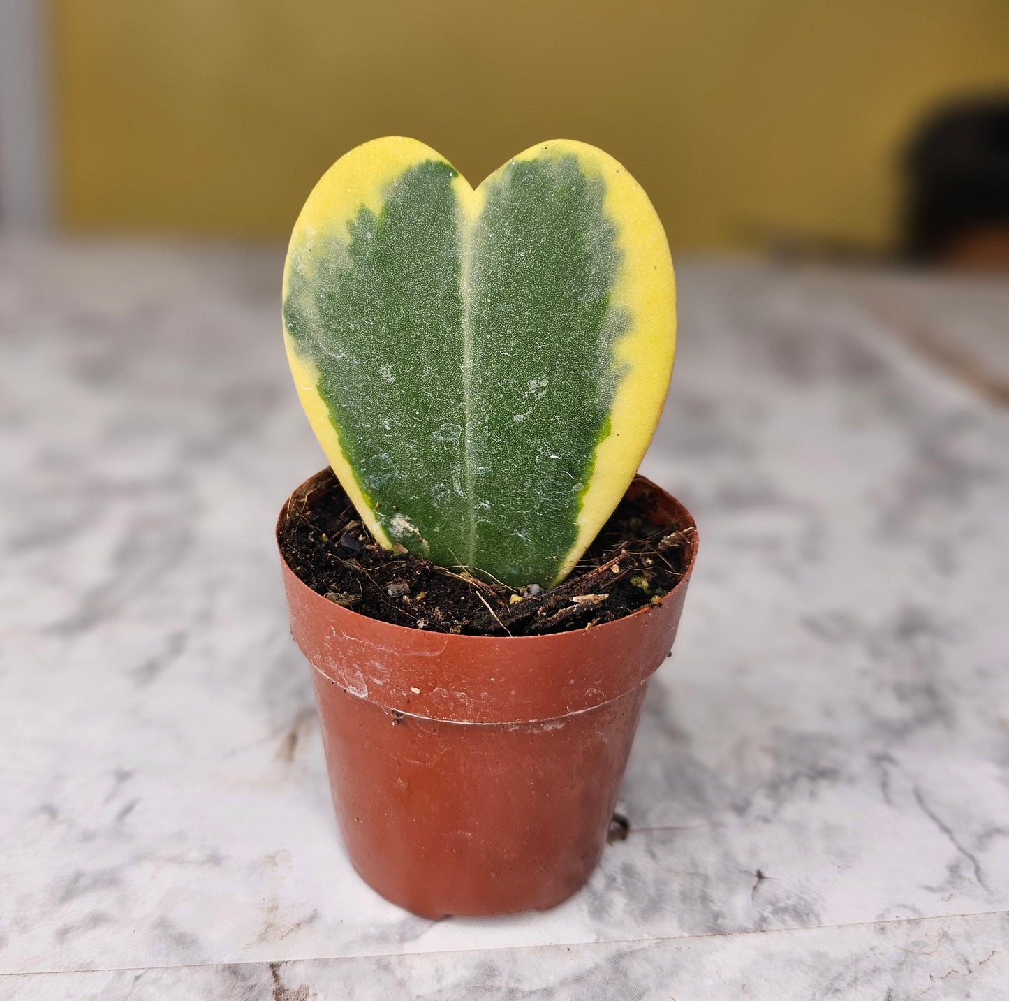 Hoya Kerrii Albomarginata