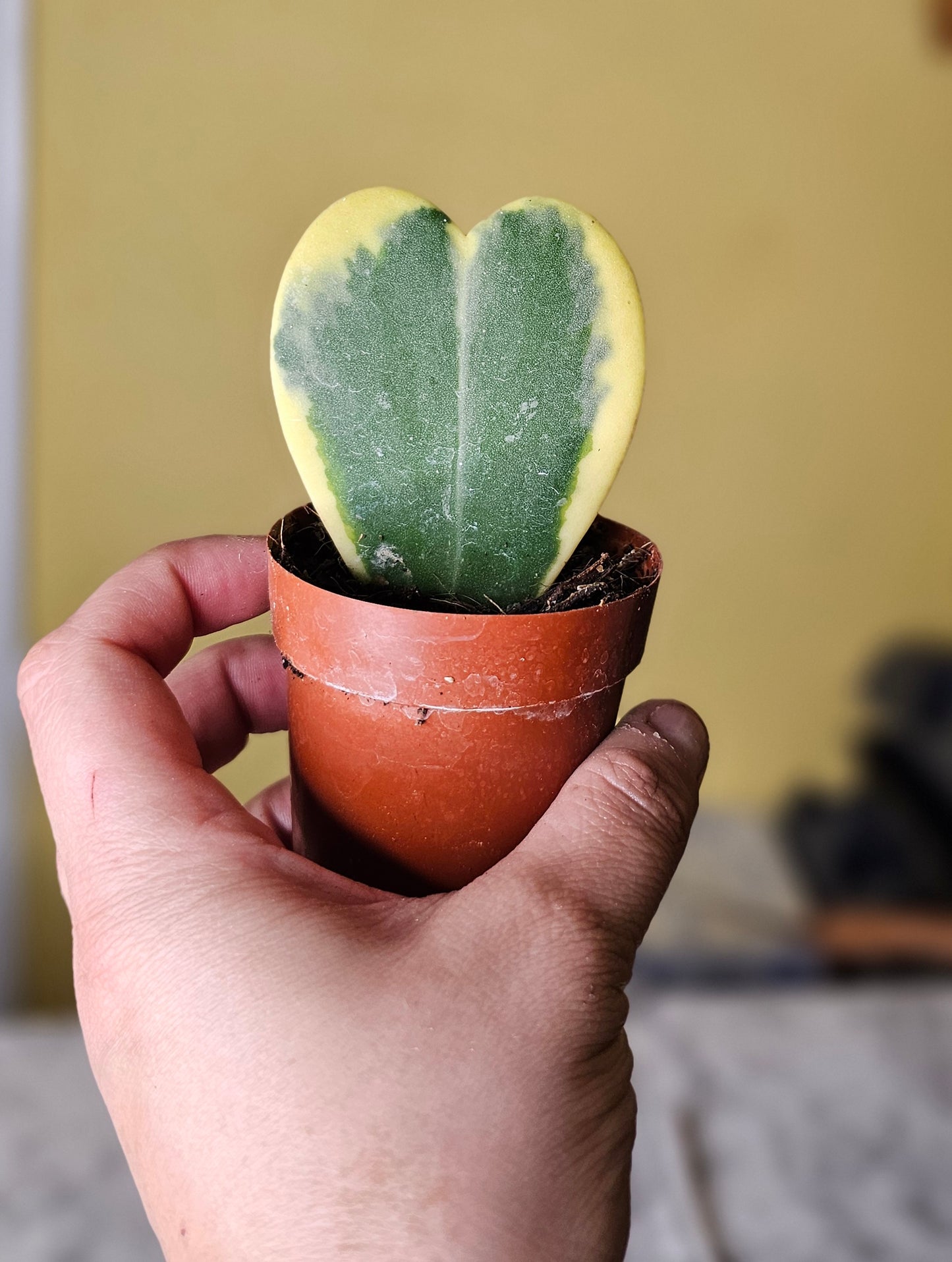 Hoya Kerrii Albomarginata