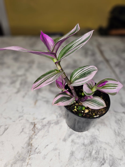 Tradescantia Nanouk