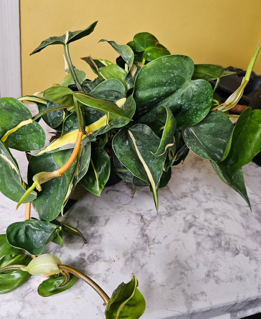 Silver Stripe Philodendron