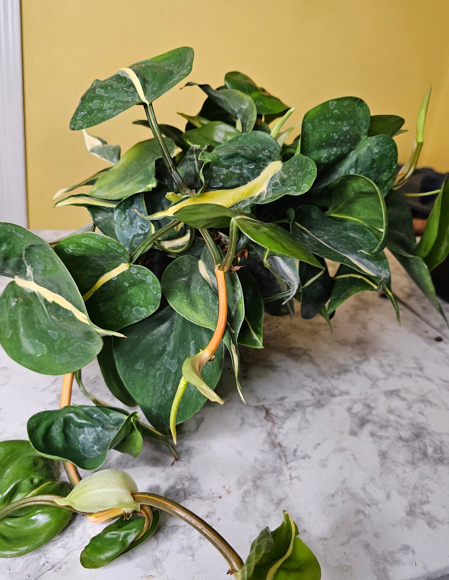 Silver Stripe Philodendron