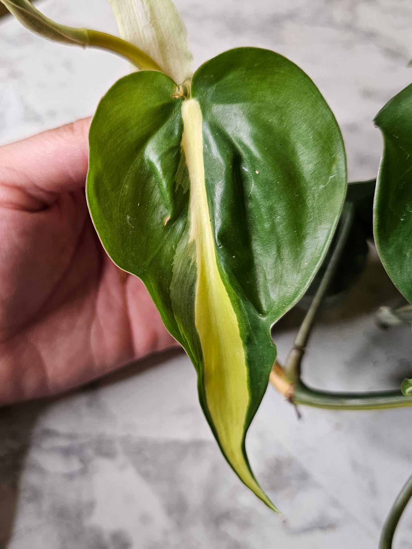 Silver Stripe Philodendron