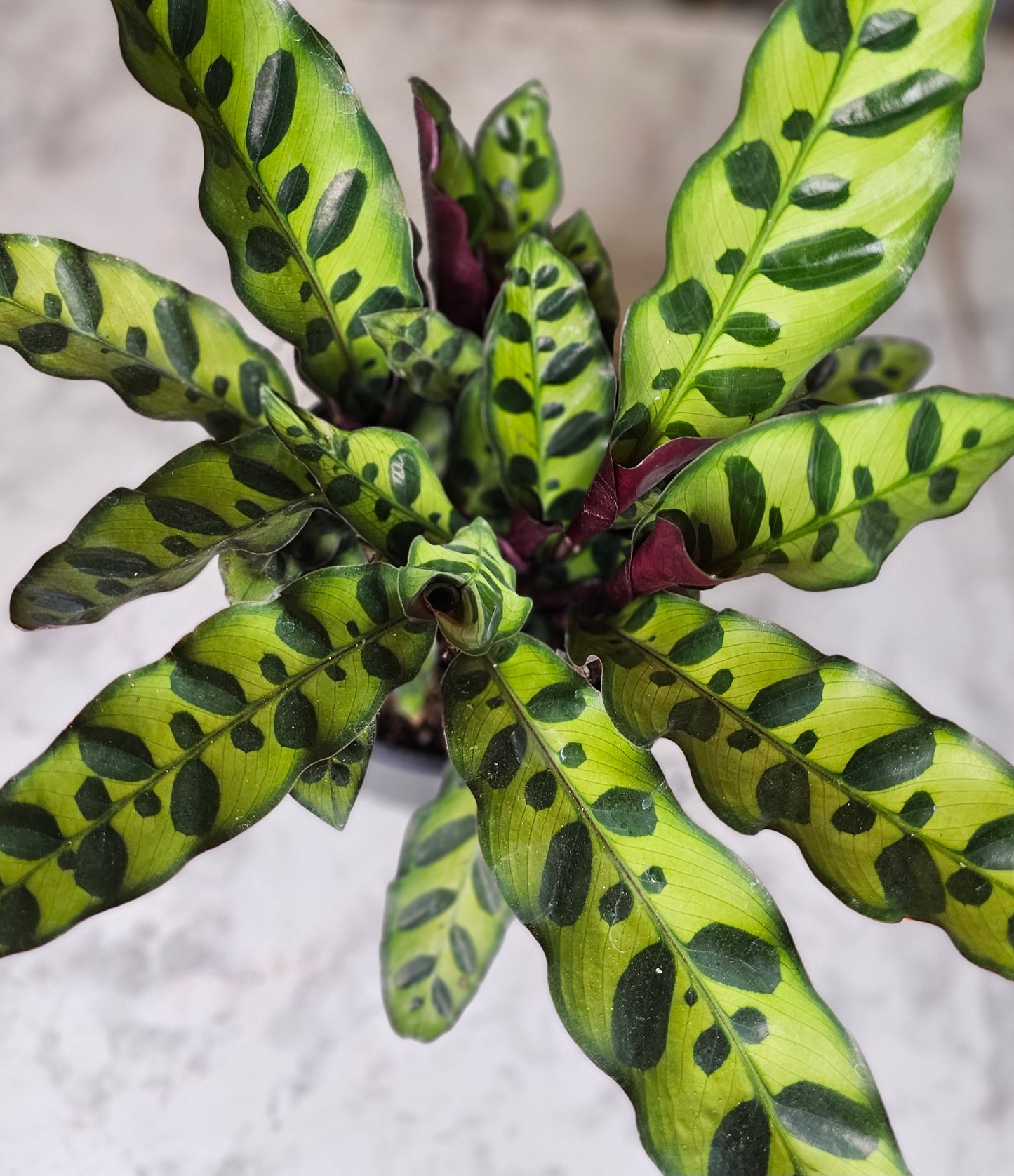 Rattlesnake Calathea