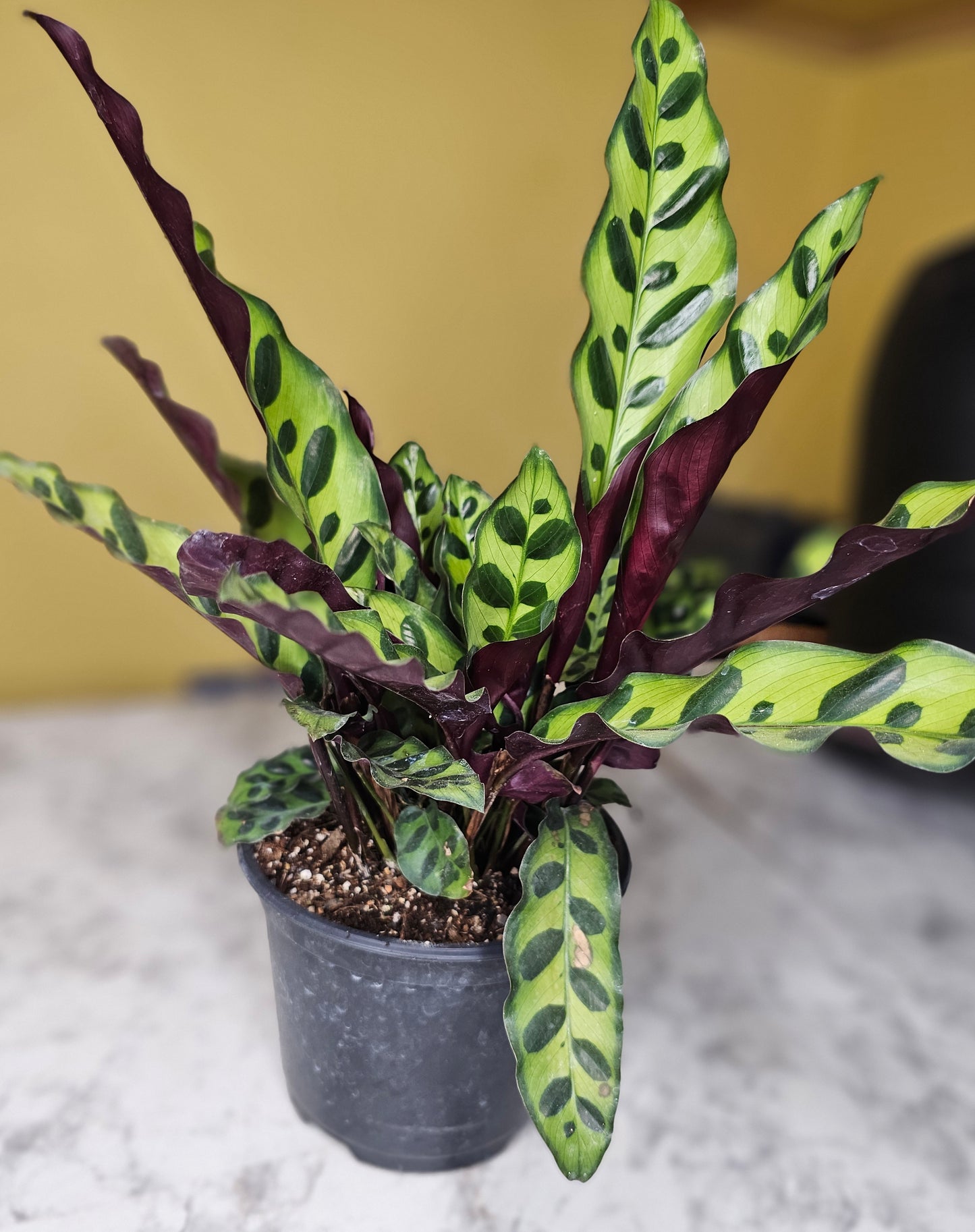 Rattlesnake Calathea