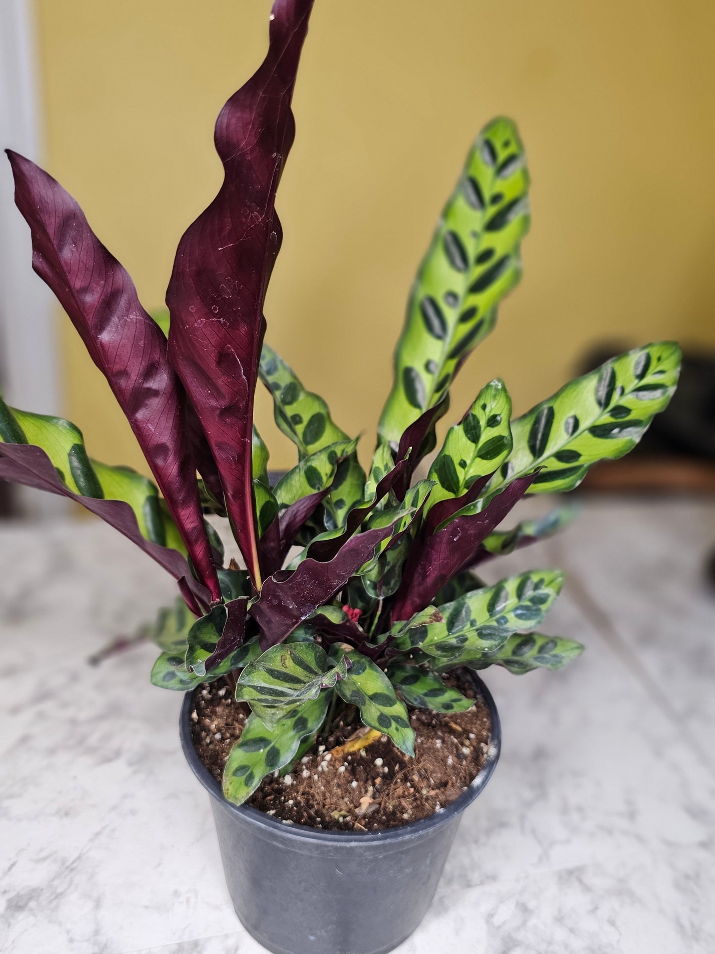 Rattlesnake Calathea