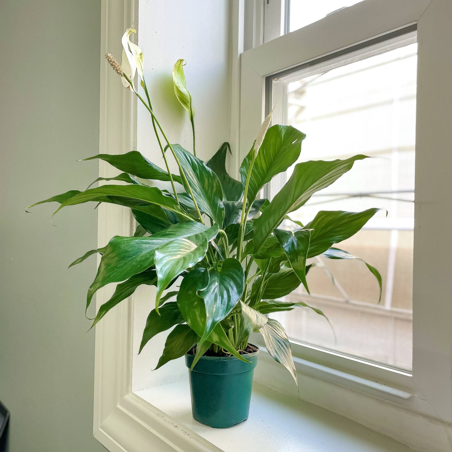 Peace Lily - 6" Live Plant