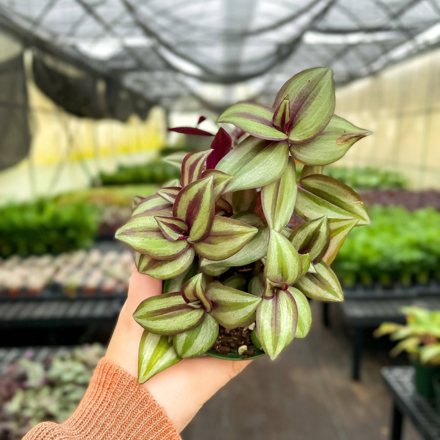 Tradescantia Zebrina